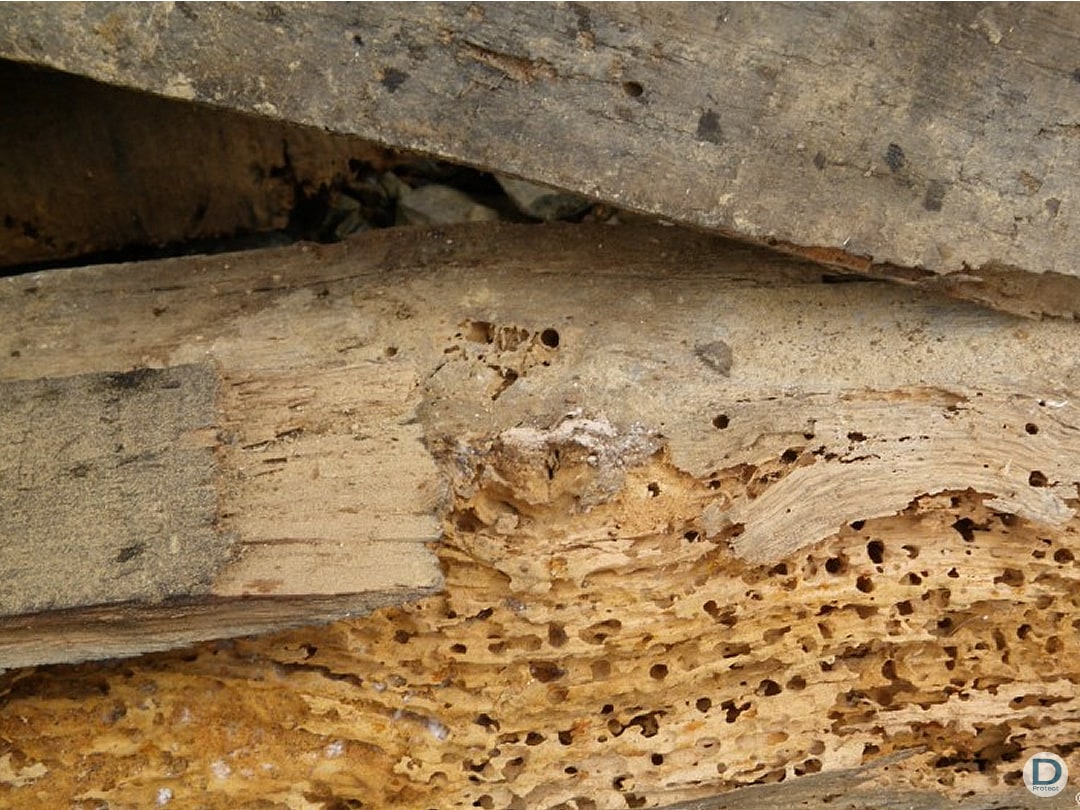 Dégâts insectes xylophages sur poutre